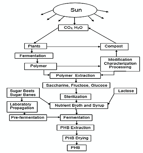 Figure 5: PHB extraction and synthesis process flowchart from plants (Adapted from [12])