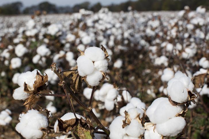 Cotton waiting to be picked sits in a field in Florence