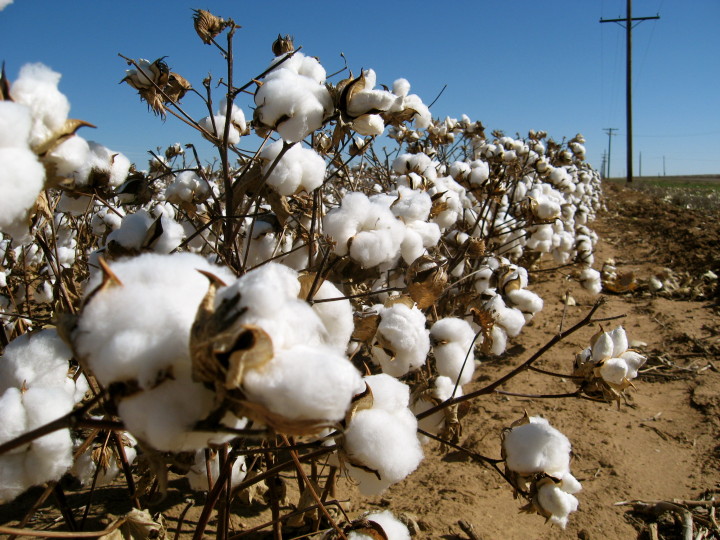 cotton-field-720x540