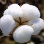 cotton-pakistan