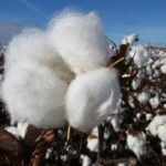 african-cotton