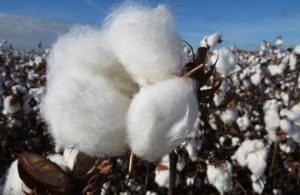 african-cotton