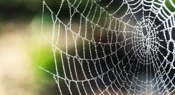 synthetic-spider-silk