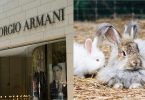 armani-rabbit