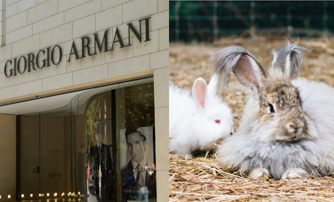 armani-rabbit
