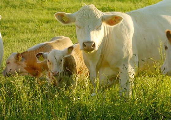 Cow in green field